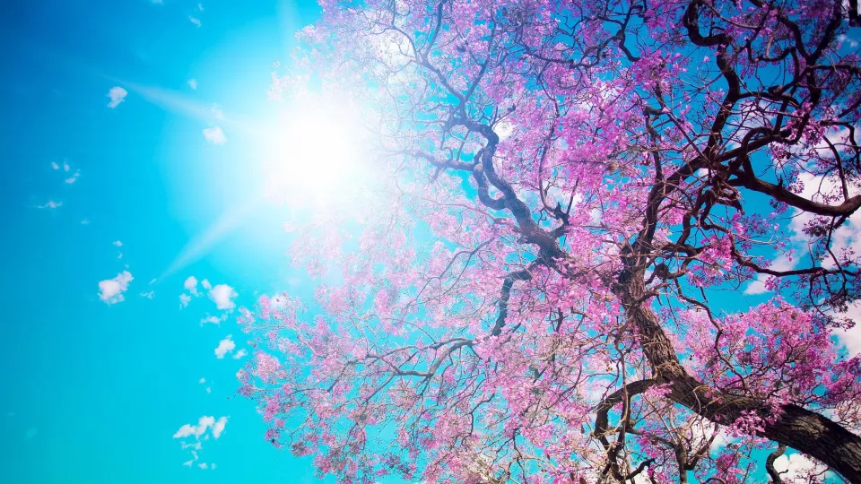 Körsbärsträd, sol och blå himmel. Foto.