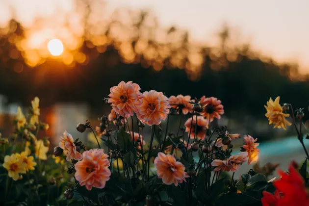 Bild på blommor i solnedgång