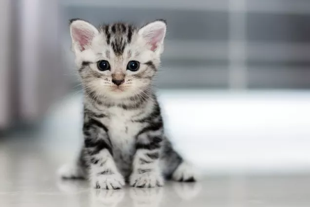 Photo of kitten