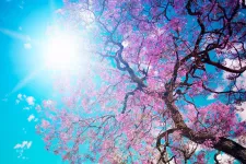 Körsbärsträd, sol och blå himmel. Foto.