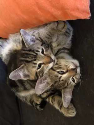 tre sovande katter. Foto.