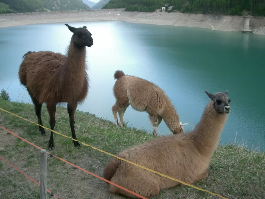 Llamas in Italy