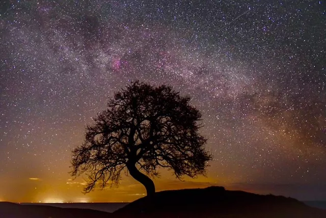 Milky Way arching over tree at Hanäng, Sweden. Foto.