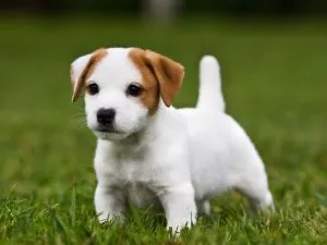 Photo of puppy